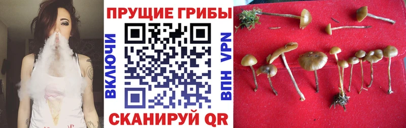 OMG ССЫЛКА  Менделеевск  Псилоцибиновые грибы GOLDEN TEACHER 
